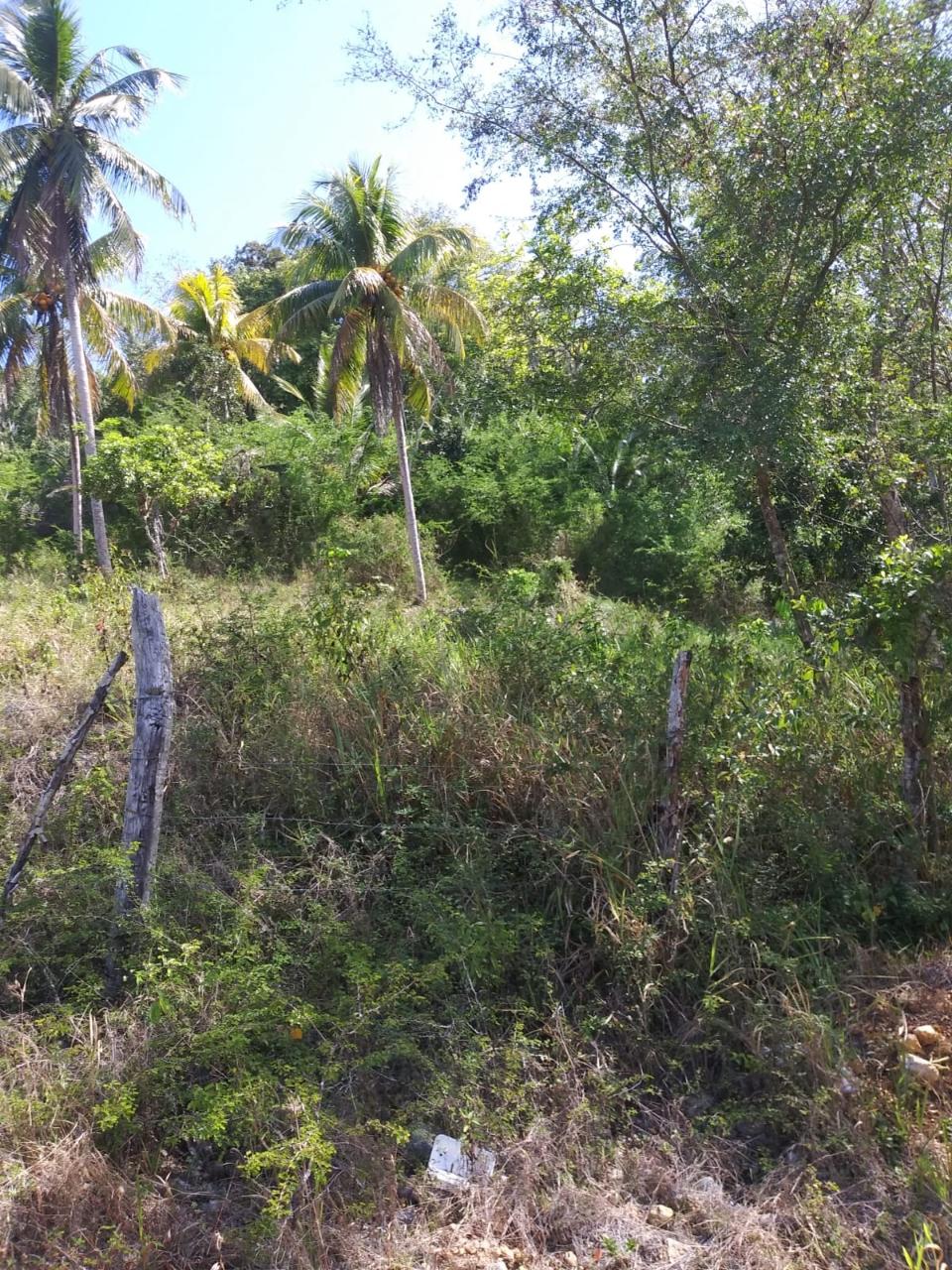 For-Sale-AgriculturalResidential-Land-in-Evergreen-Manchester-Jamaica Fifth image of Evergreen, Manchester in Mile Gully, Manchester, Jamaica - property is For Sale