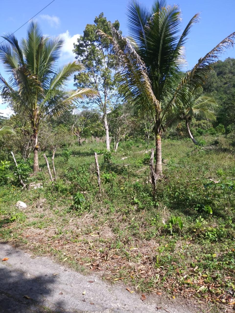 For-Sale-AgriculturalResidential-Land-in-Evergreen-Manchester-Jamaica Seventh image of Evergreen, Manchester in Mile Gully, Manchester, Jamaica - property is For Sale