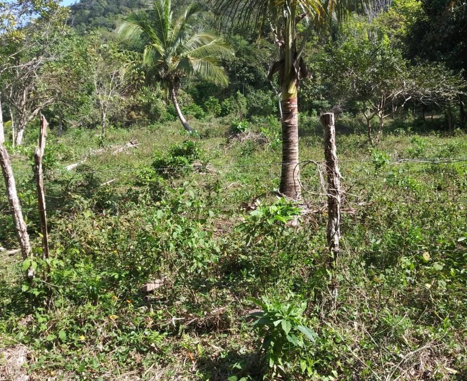 Eighth image of Evergreen, Manchester in Mile Gully, Manchester, Jamaica - property is For Sale
