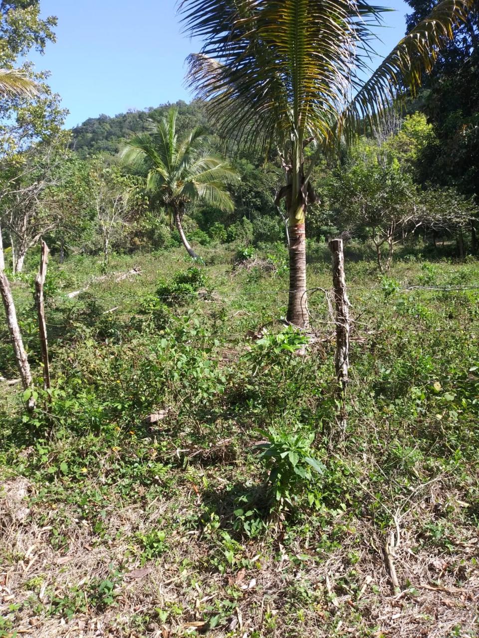 For-Sale-AgriculturalResidential-Land-in-Evergreen-Manchester-Jamaica Eighth image of Evergreen, Manchester in Mile Gully, Manchester, Jamaica - property is For Sale