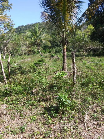 Eighth image of Evergreen, Manchester in Mile Gully, Manchester, Jamaica - property is For Sale