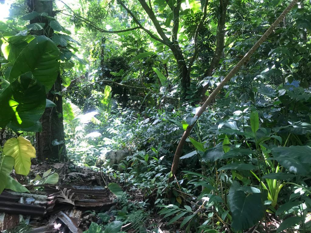 Fifth image of Fruitfulvale District, po in Fruitful Vale, Portland, Jamaica - property is For Sale