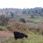 First image of Lot 24 Denham Farm, Christiana, in Christiana, Manchester, Jamaica - property is For Sale