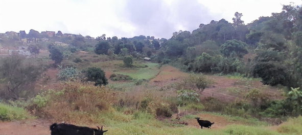 Fourth image of Lot 24 Denham Farm, Christiana, in Christiana, Manchester, Jamaica - property is For Sale