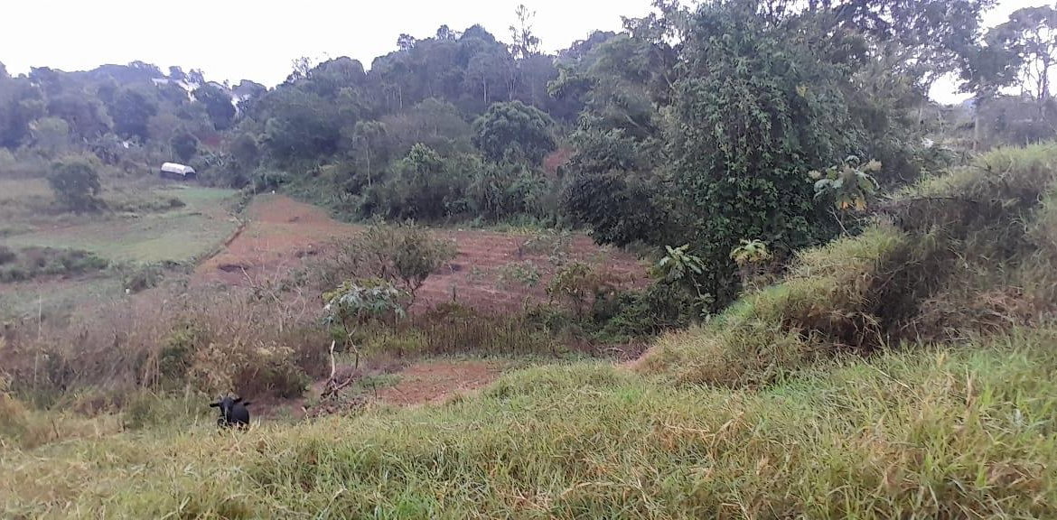 Sixth image of Lot 24 Denham Farm, Christiana, in Christiana, Manchester, Jamaica - property is For Sale