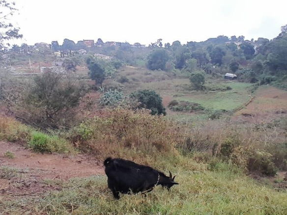 First image of Lot 24 Denham Farm, Christiana, in Christiana, Manchester, Jamaica - property is For Sale