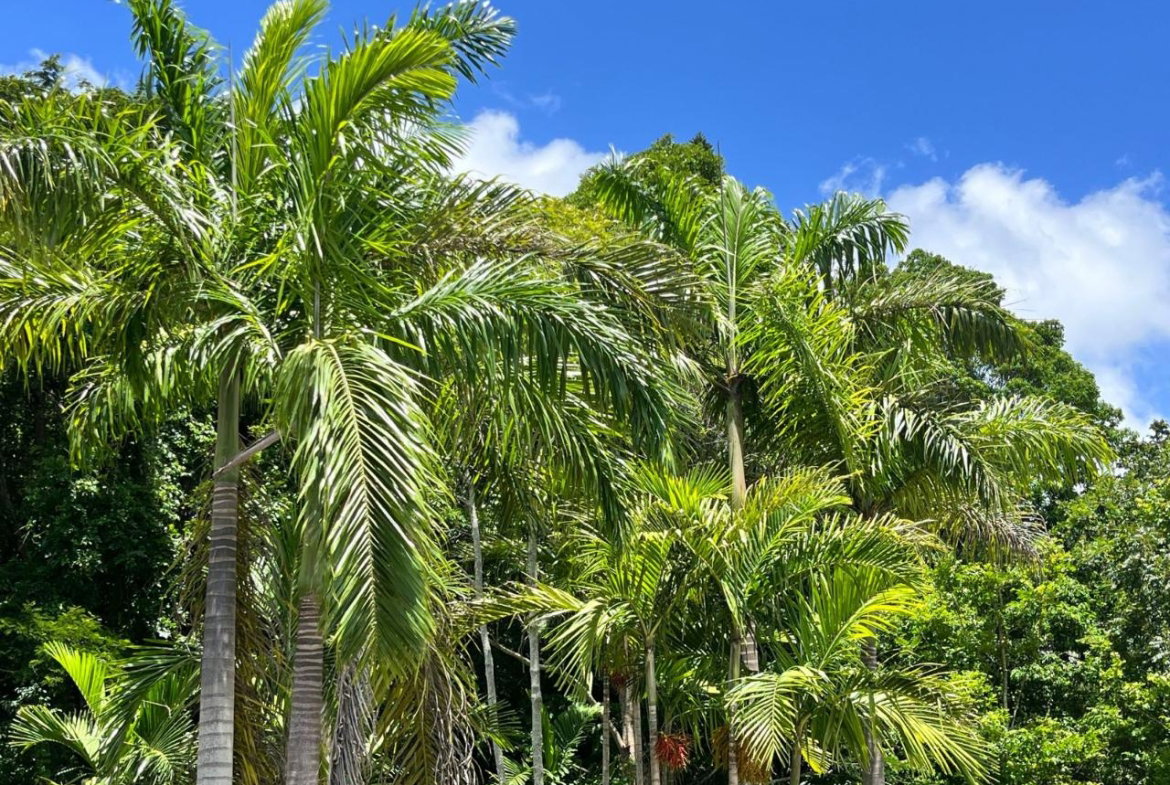 Fourth image of Apt C2.5- Palm Grove Estate, Mdvl in Mandeville, Manchester, Jamaica - property is For Sale