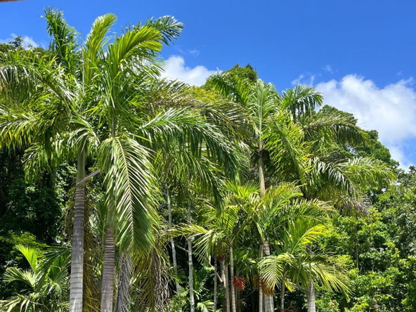Fourth image of Apt C2.5- Palm Grove Estate, Mdvl in Mandeville, Manchester, Jamaica - property is For Sale
