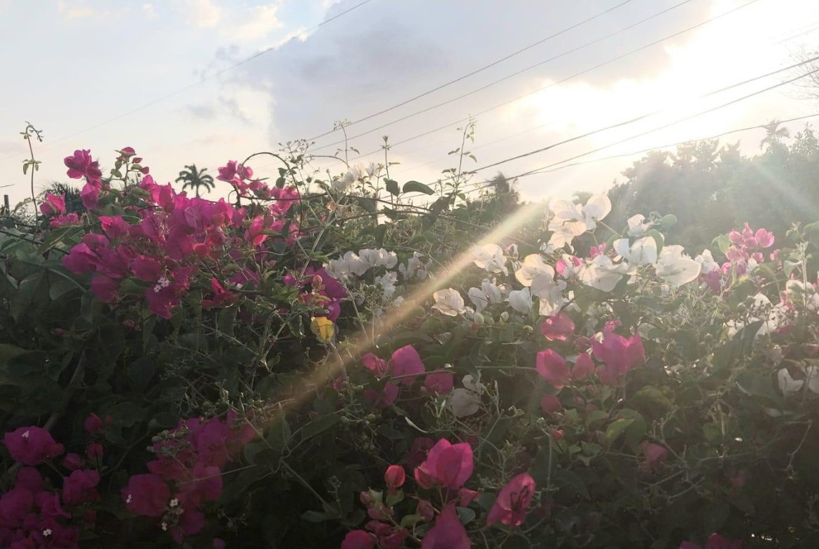 Twenty-Second image of 18 Earls Court, Kingston 8 in Kingston 8, St. Andrew, Jamaica - property is For Rent