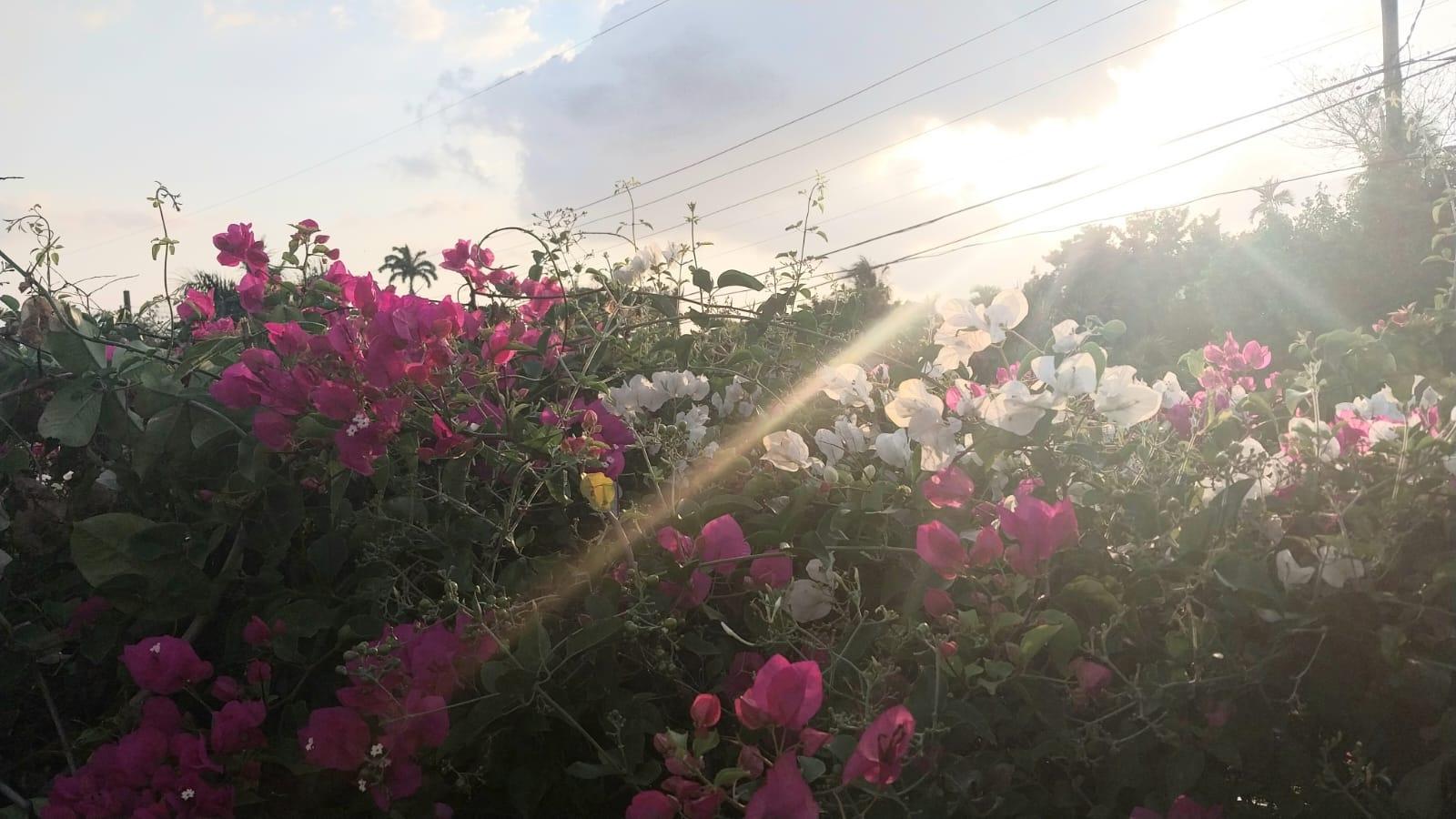 Twenty-Second image of 18 Earls Court, Kingston 8 in Kingston 8, St. Andrew, Jamaica - property is For Rent