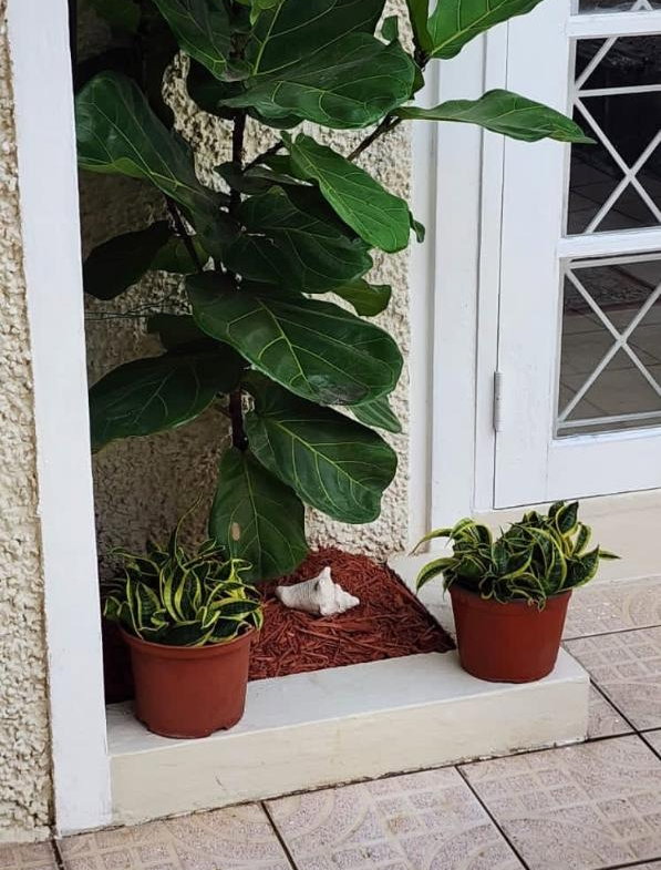 Twentieth image of 26-1a Norbrook Road, Kingston 8 in Kingston 8, St. Andrew, Jamaica - property is For Rent