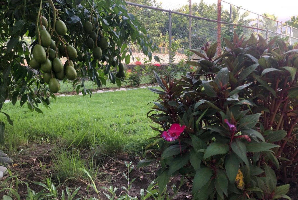 Thirteenth image of Cowper Avenue in Kingston 6, St. Andrew, Jamaica - property is For Rent