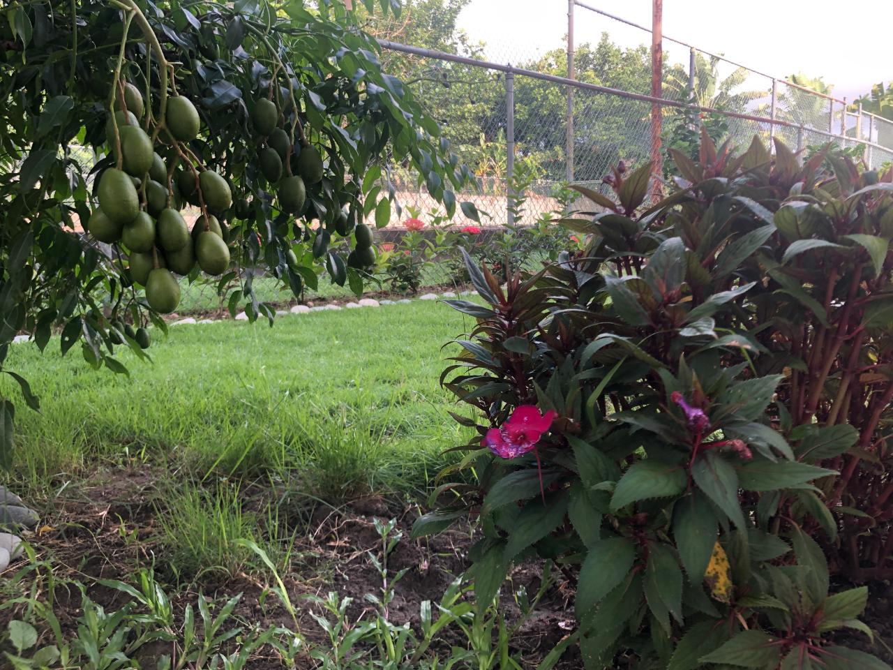 Thirteenth image of Cowper Avenue in Kingston 6, St. Andrew, Jamaica - property is For Rent