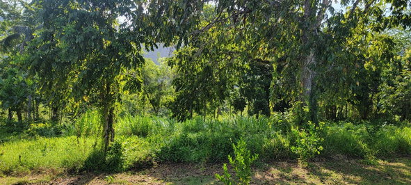 Fifth image of Grierfield Moneague, St. Ann in Moneague, St. Ann, Jamaica - property is For Sale