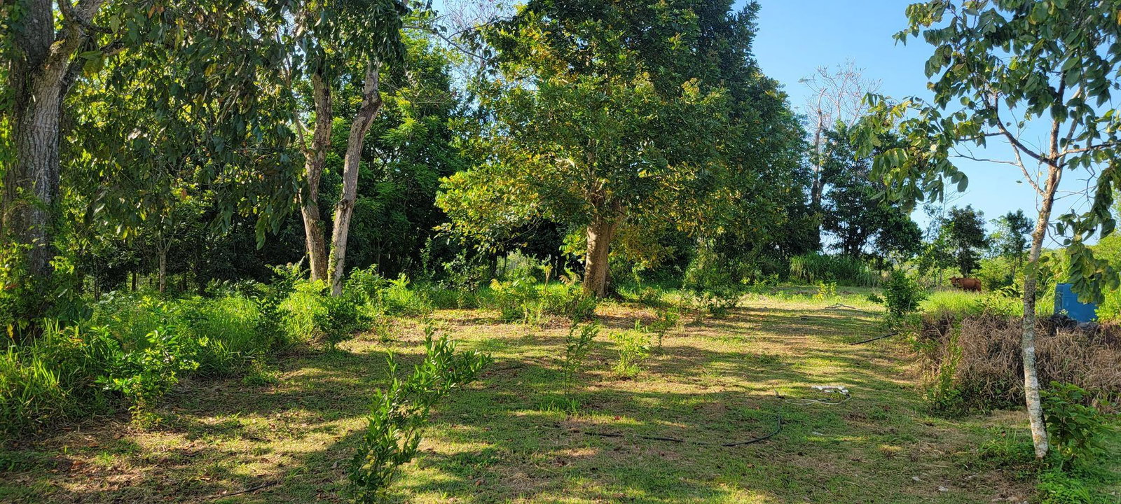 Seventh image of Grierfield Moneague, St. Ann in Moneague, St. Ann, Jamaica - property is For Sale