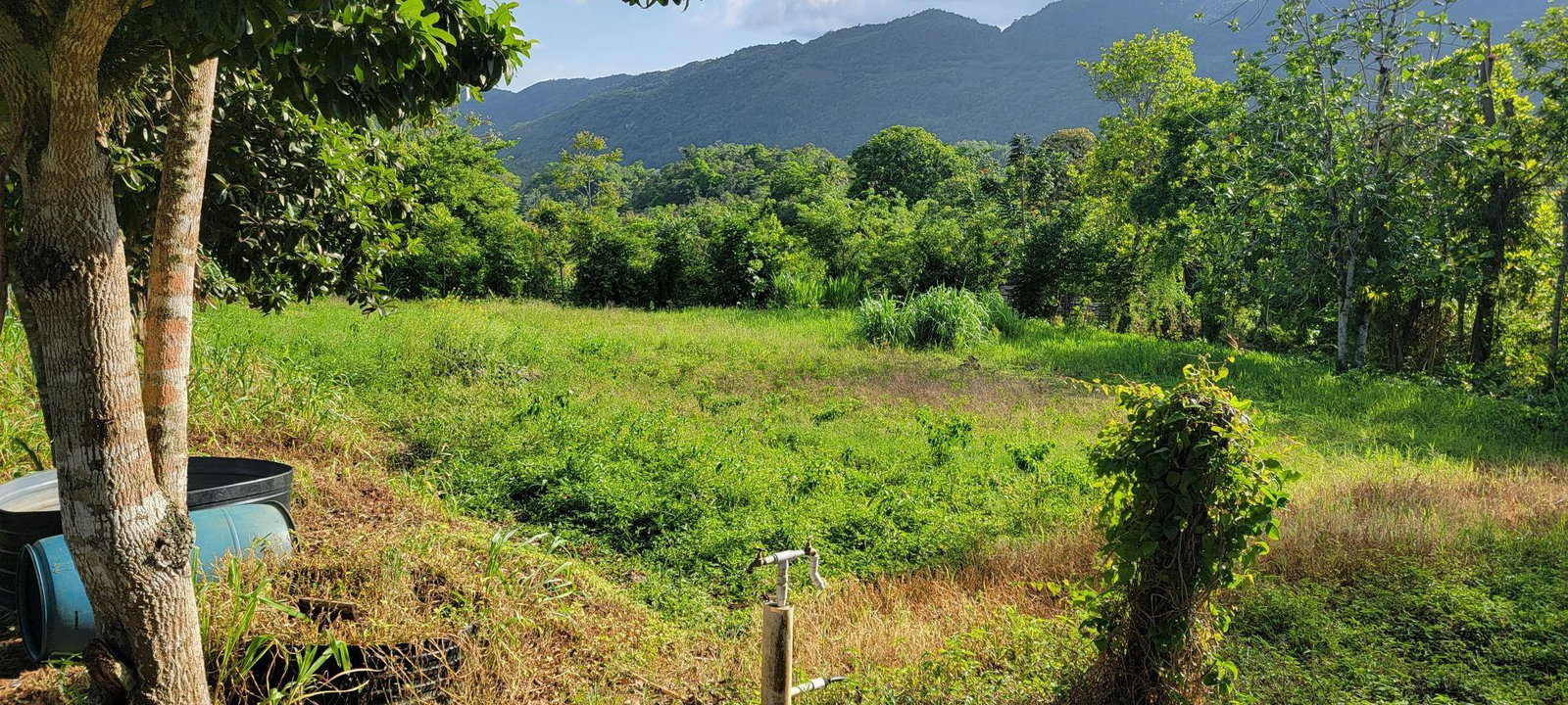 Eighth image of Grierfield Moneague, St. Ann in Moneague, St. Ann, Jamaica - property is For Sale