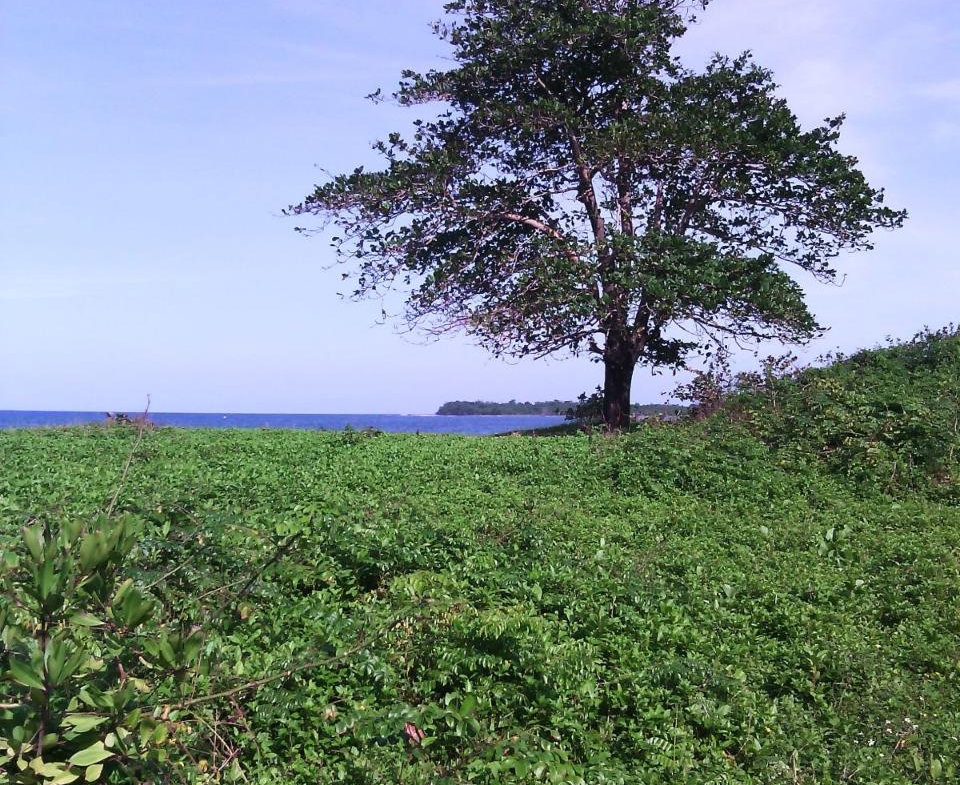 Second image of Hermitage Farm in Hope Bay, Portland, Jamaica - property is For Sale