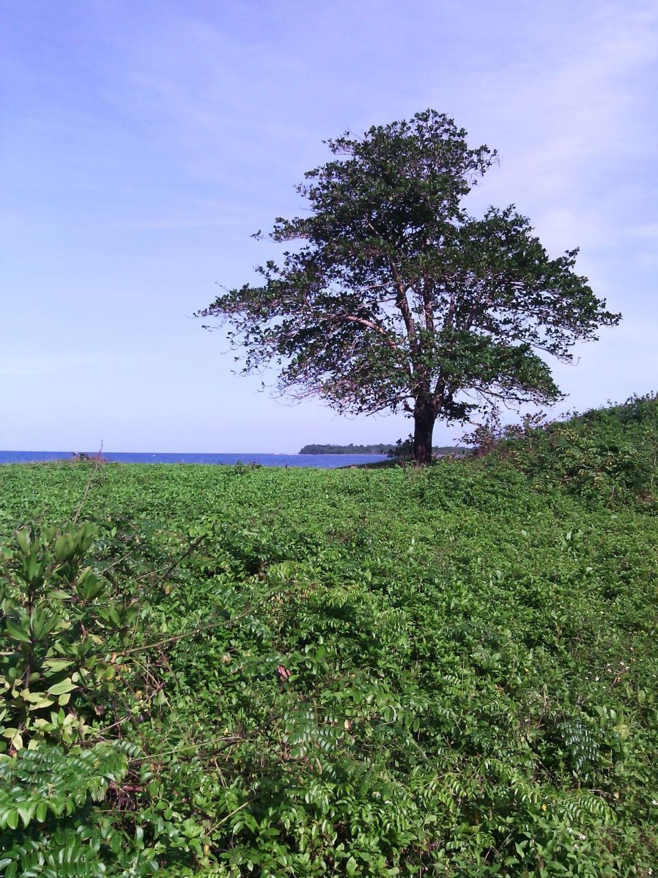 Hermitage-Farm-Residential-Lots-for-Sale-in-Portland-Jamaica Second image of Hermitage Farm in Hope Bay, Portland, Jamaica - property is For Sale