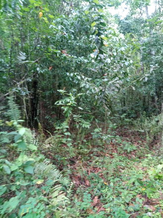 First image of Keith Hall in Spanish Town, St. Catherine, Jamaica - property is For Sale