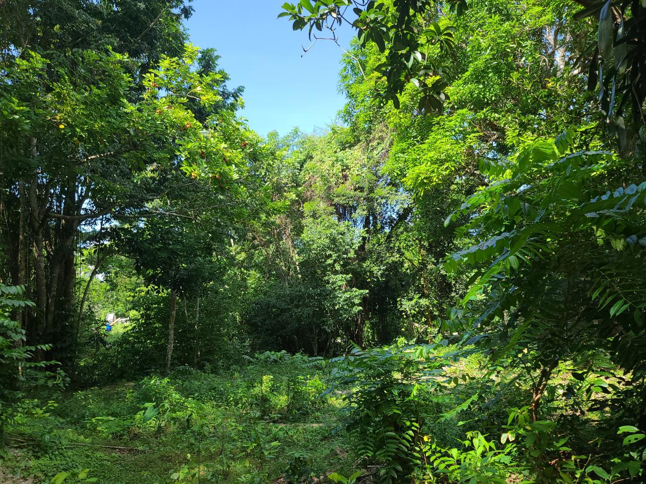 Twenty-Third image of Orange River, Montego Bay in Montego Bay, St. James, Jamaica - property is For Sale