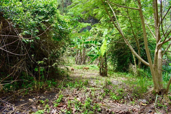 Sixteenth image of Gordon Town in Gordon Town, St. Andrew, Jamaica - property is For Sale