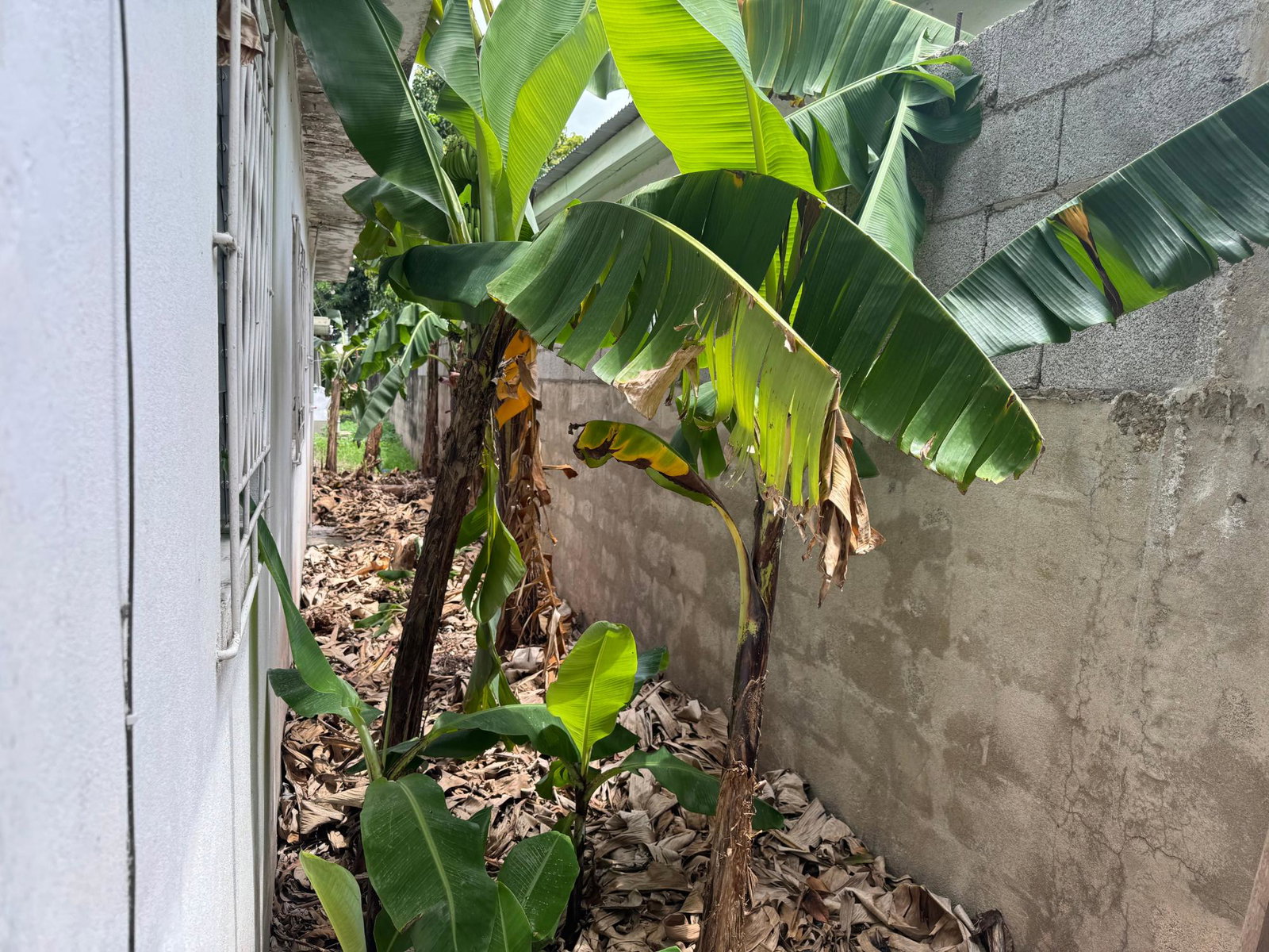 Fifth image of 80 Lyndale Avenue in Kingston 20, St. Andrew, Jamaica - property is For Sale