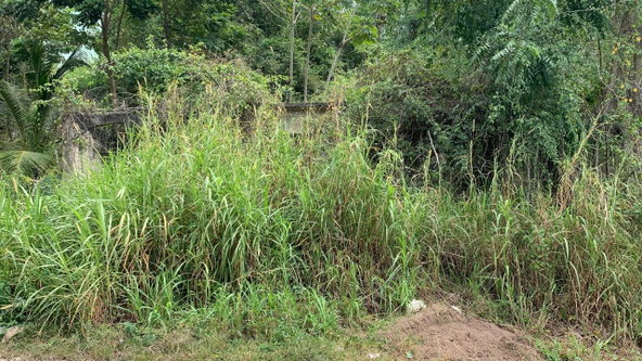 Fourth image of Part of Hayfield in Hayfield, St. Catherine, Jamaica - property is For Sale