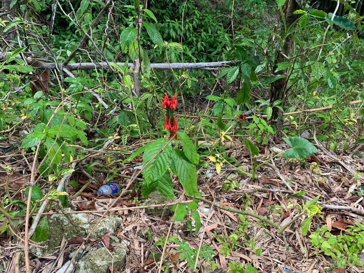 Fifteenth image of Lethe/copse in Montego Bay, St. James, Jamaica - property is For Sale