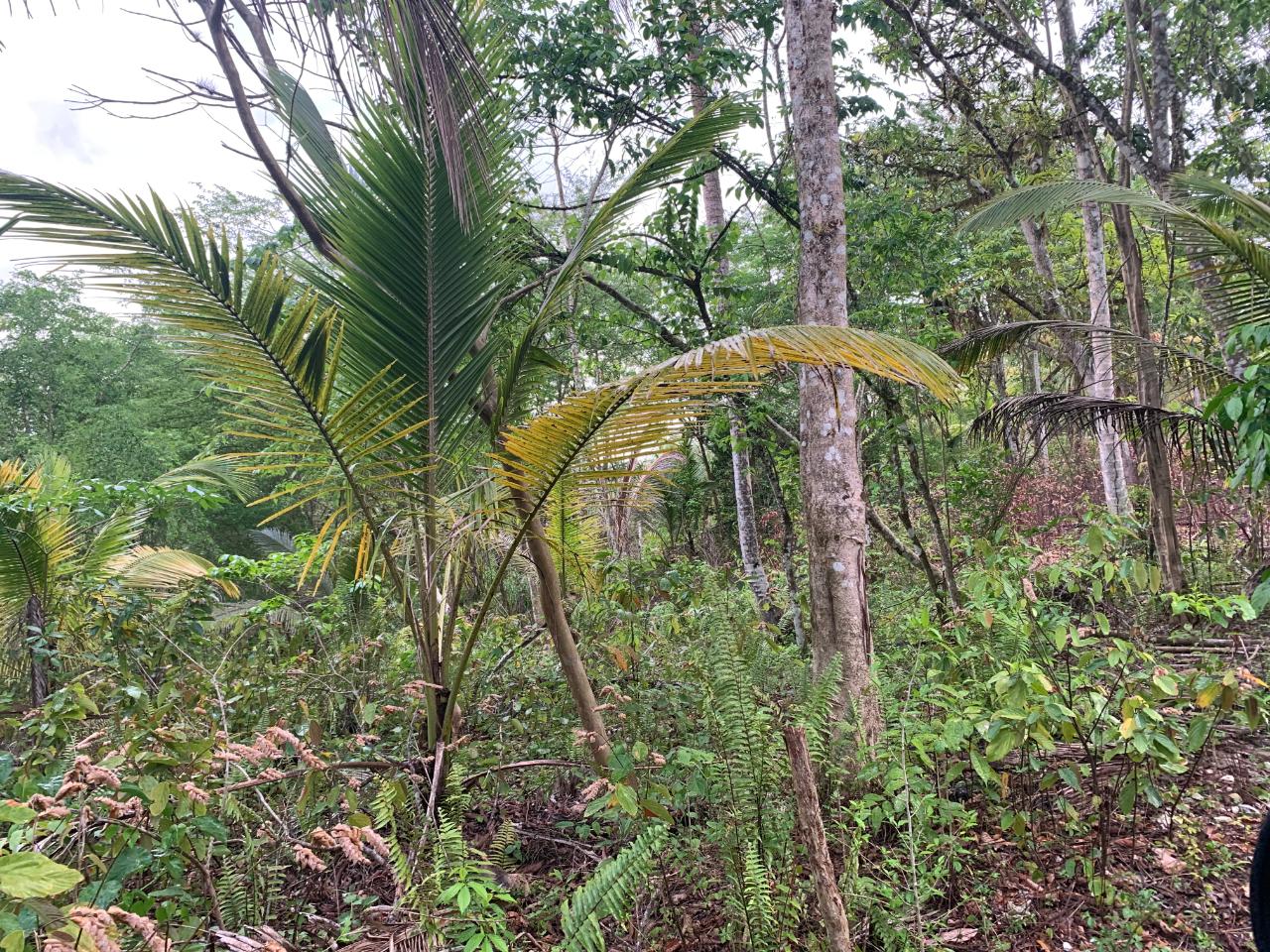 Seventh image of Lethe/copse in Montego Bay, St. James, Jamaica - property is For Sale