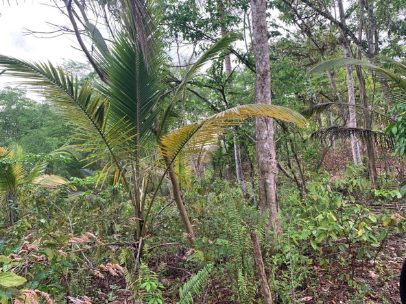 Seventh image of Lethe/copse in Montego Bay, St. James, Jamaica - property is For Sale