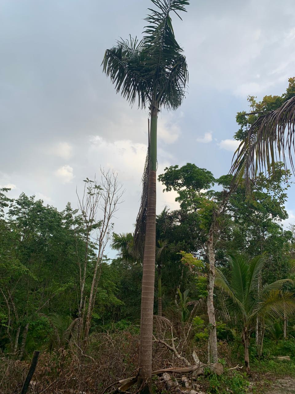 Eighth image of Lethe/copse in Montego Bay, St. James, Jamaica - property is For Sale