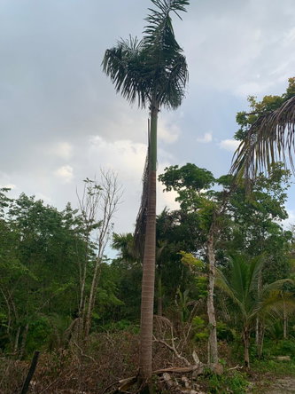 Eighth image of Lethe/copse in Montego Bay, St. James, Jamaica - property is For Sale