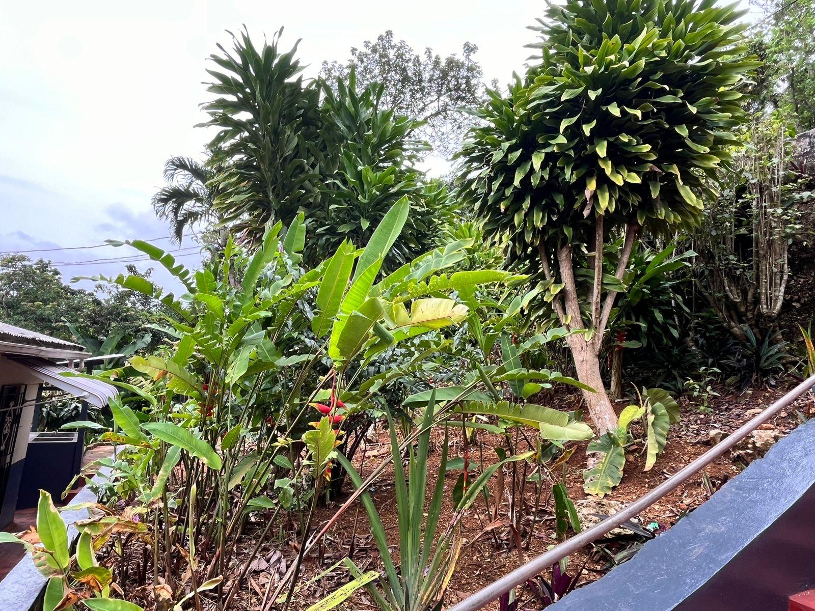 Fourteenth image of Caledonia rd in Mandeville, Manchester, Jamaica - property is For Sale