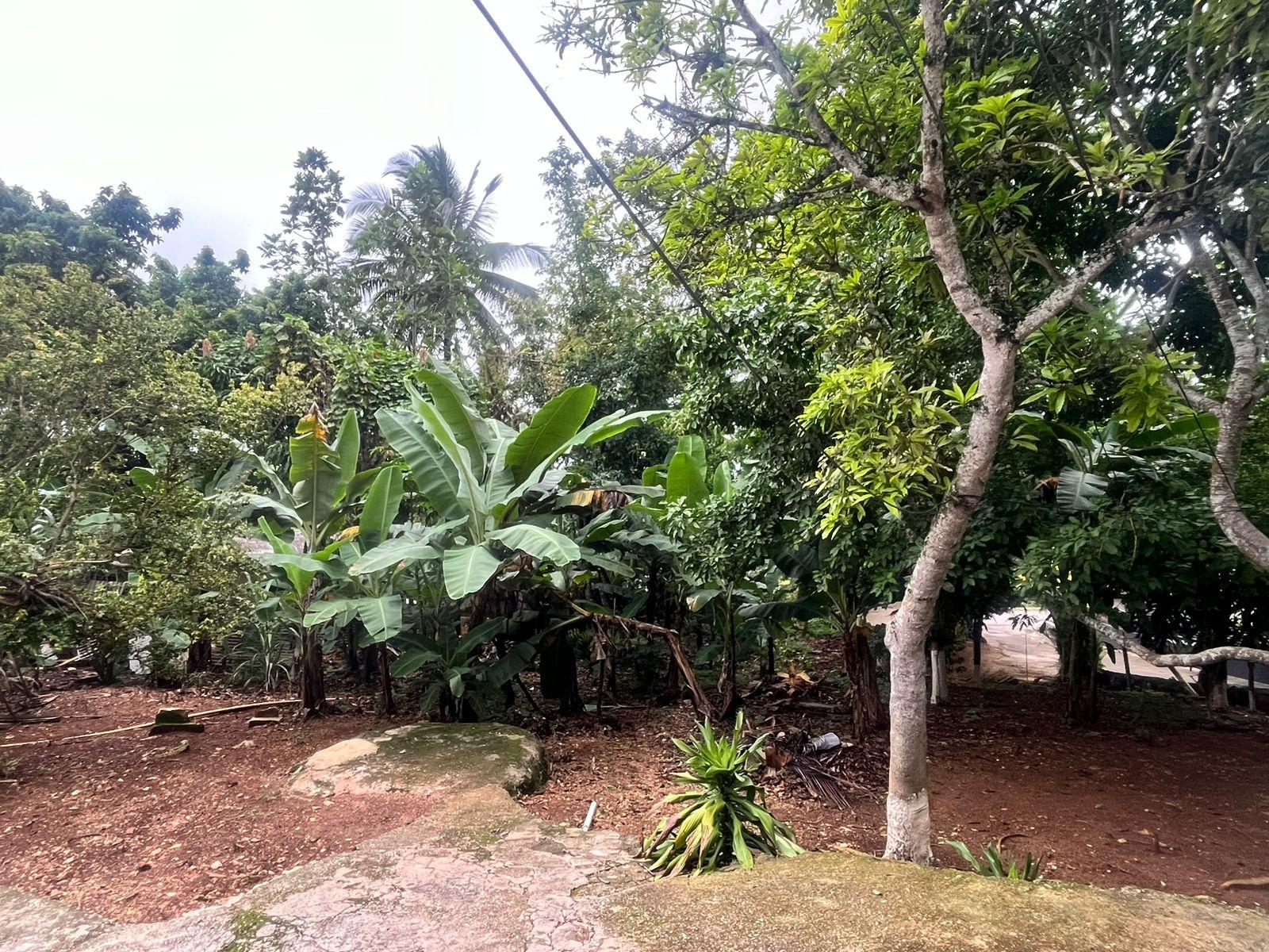 Sixth image of Caledonia rd in Mandeville, Manchester, Jamaica - property is For Sale