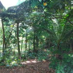 First image of Lot 5 Golden Spring, Kingston 9 in Kingston 9, St. Andrew, Jamaica - property is For Sale