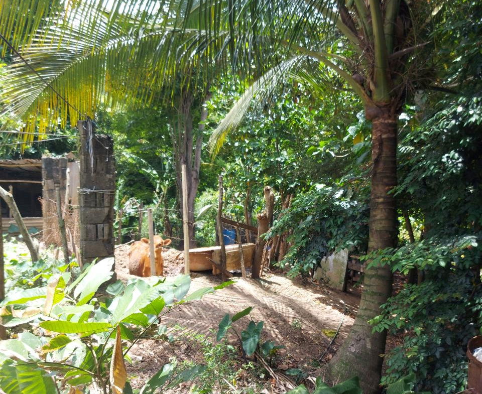 Sixth image of Lot 5 Golden Spring, Kingston 9 in Kingston 9, St. Andrew, Jamaica - property is For Sale