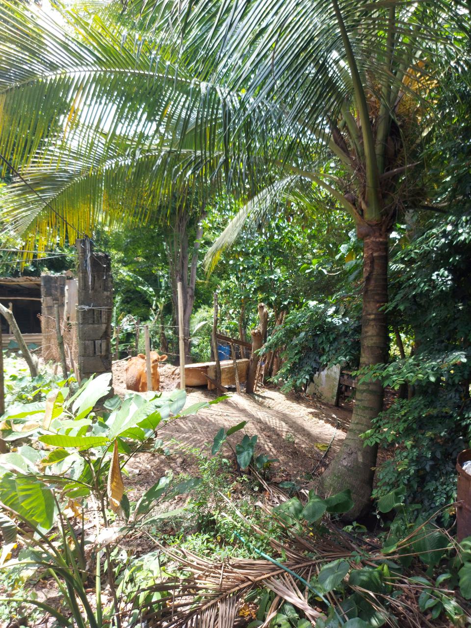 Sixth image of Lot 5 Golden Spring, Kingston 9 in Kingston 9, St. Andrew, Jamaica - property is For Sale