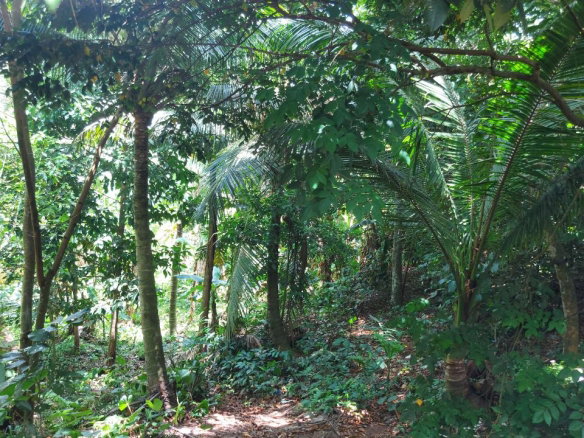 First image of Lot 5 Golden Spring, Kingston 9 in Kingston 9, St. Andrew, Jamaica - property is For Sale