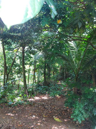 First image of Lot 5 Golden Spring, Kingston 9 in Kingston 9, St. Andrew, Jamaica - property is For Sale