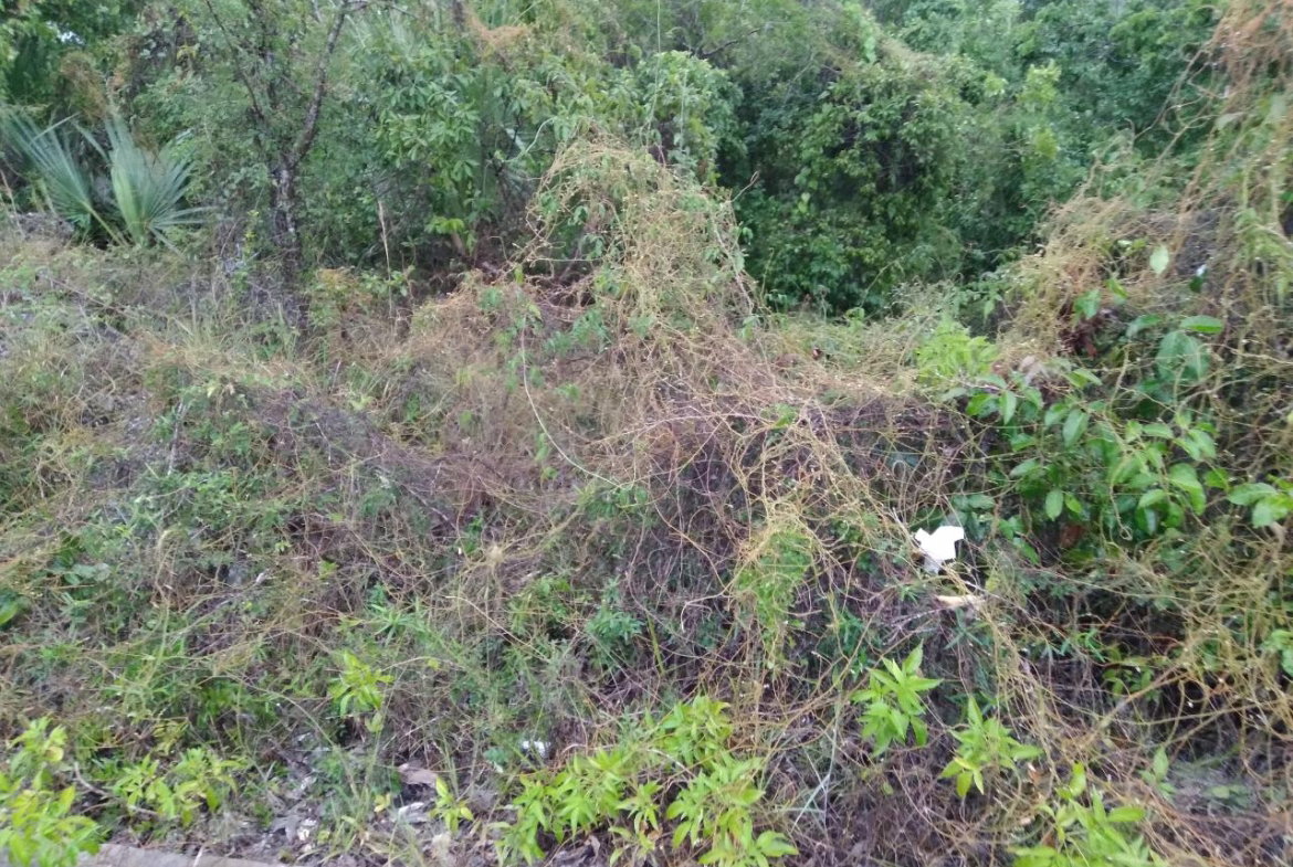Second image of Lot 197-culloden, Culloden in White House WD, Westmoreland, Jamaica - property is For Sale