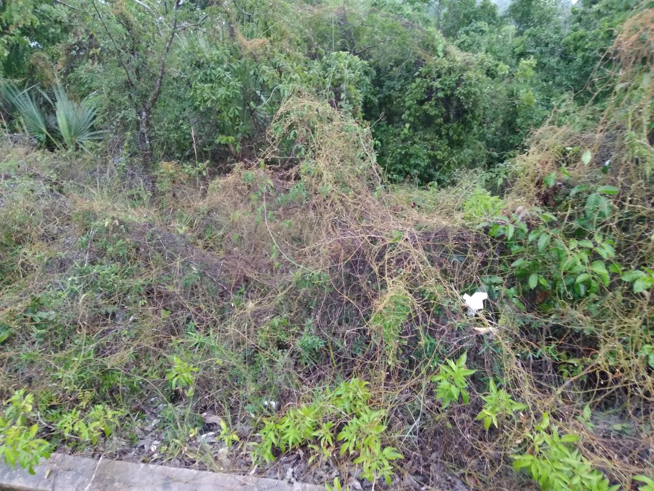 Second image of Lot 197-culloden, Culloden in White House WD, Westmoreland, Jamaica - property is For Sale