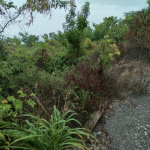 First image of Lot 197-culloden, Culloden in White House WD, Westmoreland, Jamaica - property is For Sale