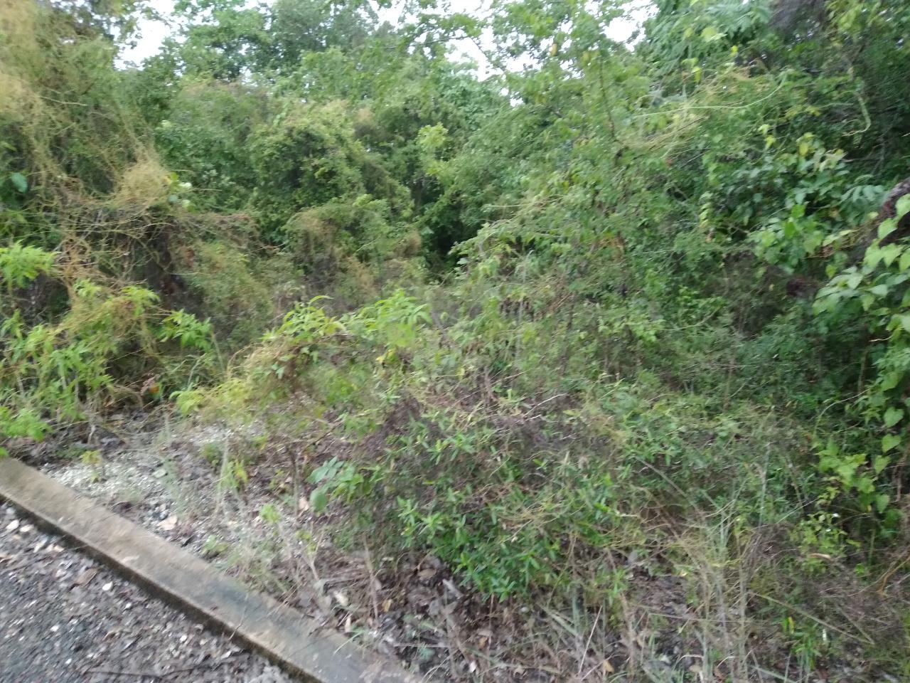 Third image of Lot 197-culloden, Culloden in White House WD, Westmoreland, Jamaica - property is For Sale