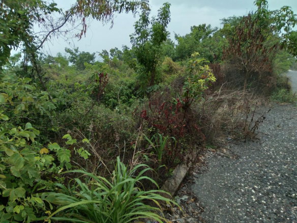 First image of Lot 197-culloden, Culloden in White House WD, Westmoreland, Jamaica - property is For Sale