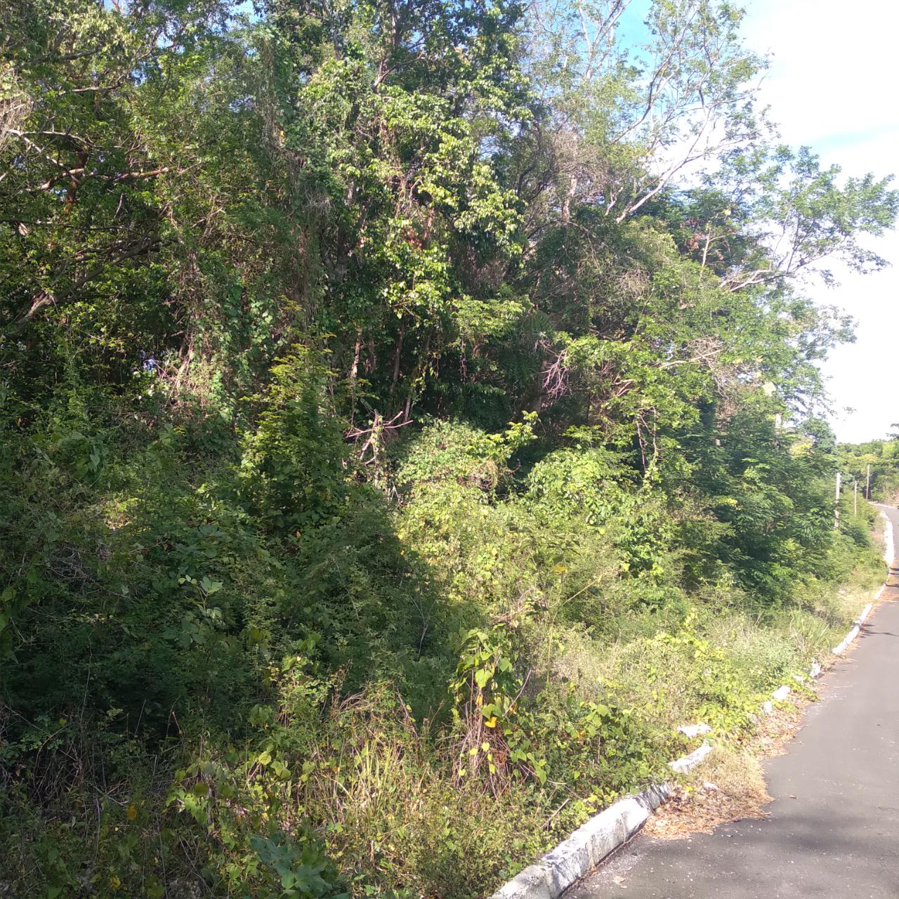 Fourth image of Roystonea, Tower Isle in Tower Isle, St. Mary, Jamaica - property is For Sale