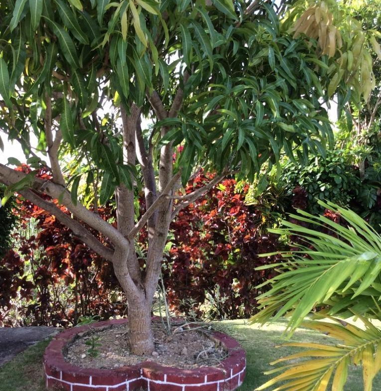 Ninth image of Sherwood Forest, Portland in Fairy Hill, Portland, Jamaica - property is For Sale