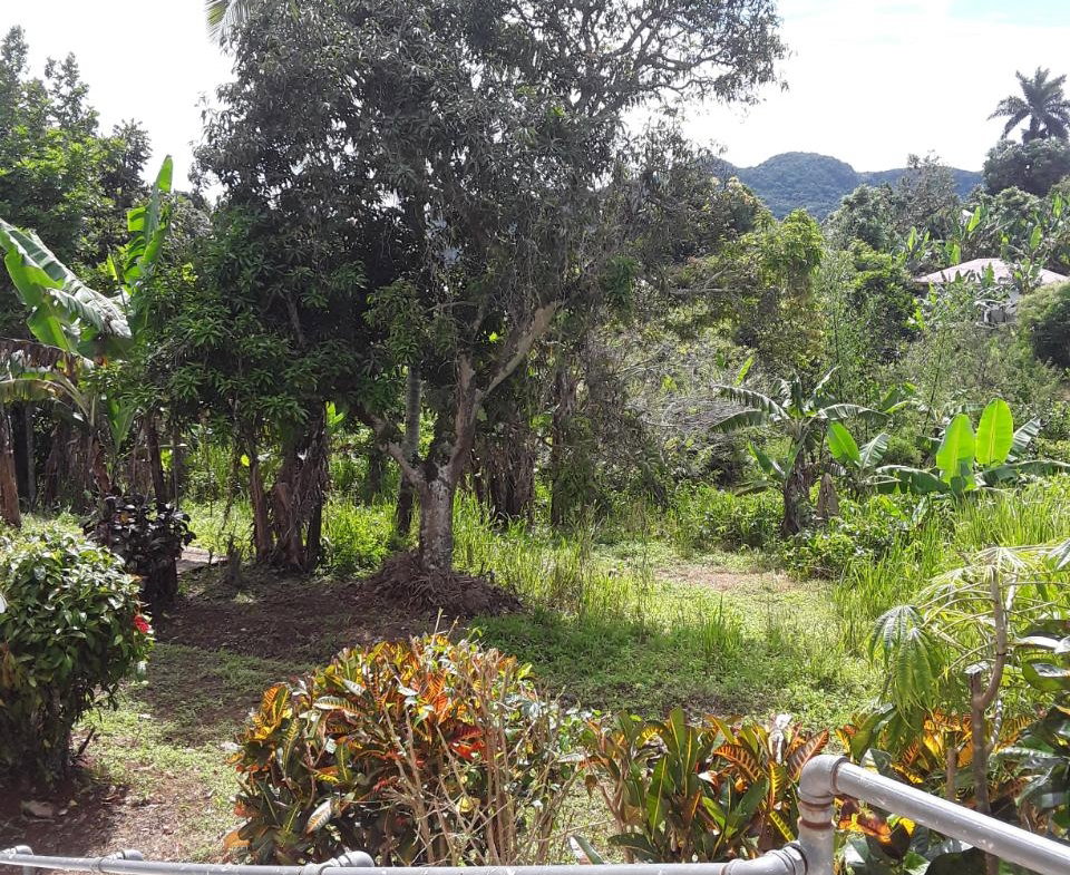 Eighth image of Cotton Tree, Freeman's ha in Albert Town, Trelawny, Jamaica - property is For Sale