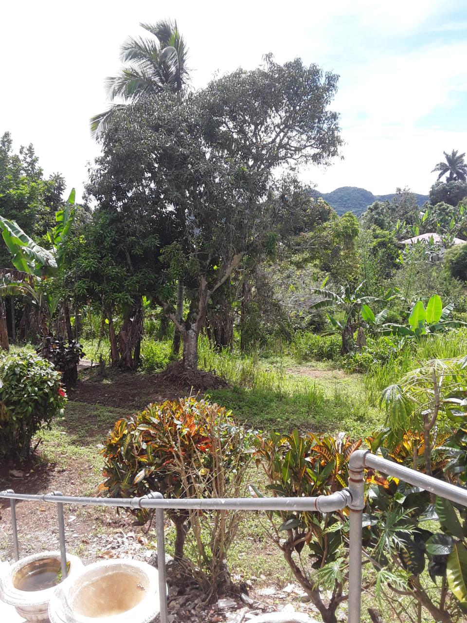 Mixed-Use-Property-for-Sale-in-Albert-Town-Trelawny-Great-Investment-Opportunity Eighth image of Cotton Tree, Freeman's ha in Albert Town, Trelawny, Jamaica - property is For Sale