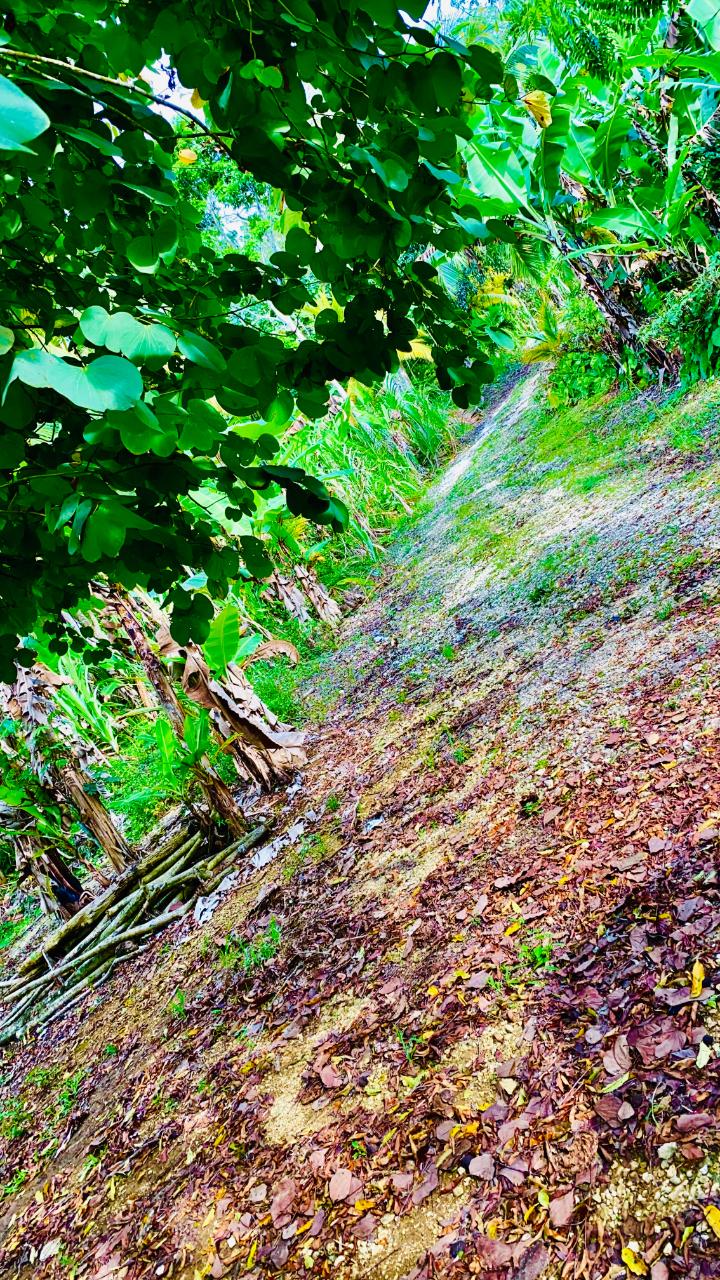 Tenth image of Hampton District| Plum tr in Hopeton, St. James, Jamaica - property is For Sale