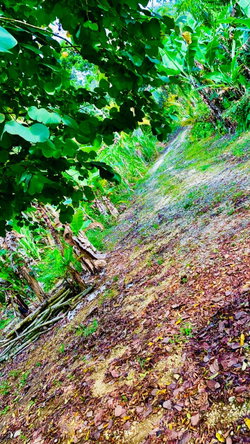 Tenth image of Hampton District| Plum tr in Hopeton, St. James, Jamaica - property is For Sale